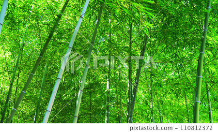 美麗的竹林風景 美麗的竹林風景 110812372