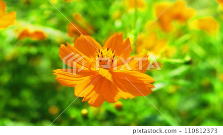 薰衣草波斯菊花景觀 薰衣草波斯菊花景觀 110812373