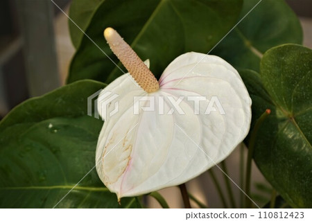 Anthurium white Anthurium white 110812423