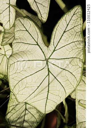 Caladium Caladium 110812425