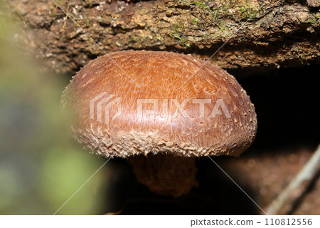 Wild shiitake mushrooms growing wild in the forest (close-up photography with natural light and strobe macro lens) 110812556