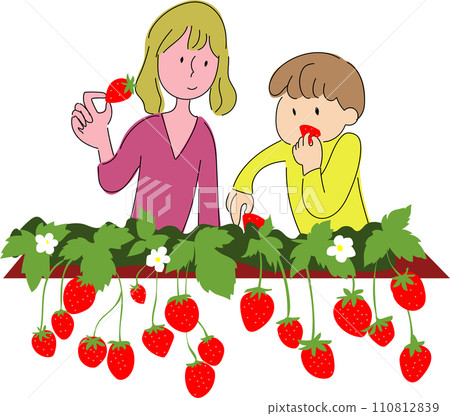 家長和孩子一起採草莓 家長和孩子一起採草莓 110812839