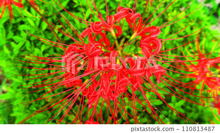 Landscape with Higanbana flowers 110813487