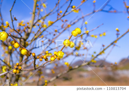 A yellow flower that shines against the blue sky, Roubai 110813704