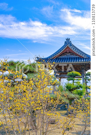 映襯著藍天的黃花，柔白 110813739