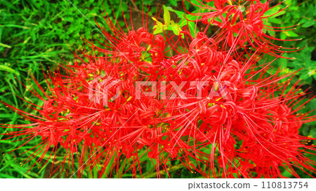 景觀與Higanbana 110813754