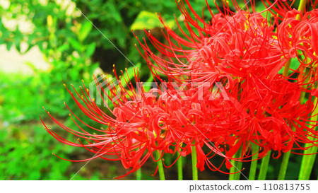 Landscape with Higanbana 110813755