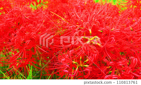 Landscape with Higanbana Landscape with Higanbana 110813761