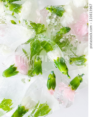 carnation, garden flowers frozen in ice. backgraund carnation, garden flowers frozen in ice. backgraund 110813967