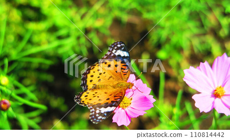 Beautiful scenery of cosmos flowers and fritillary butterflies 110814442