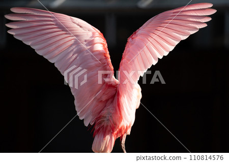 A bird flapping its wings gracefully 110814576