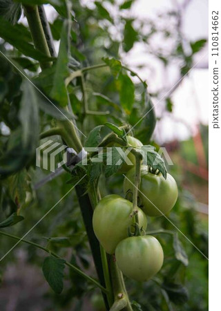 仍然藍色西紅柿 110814662