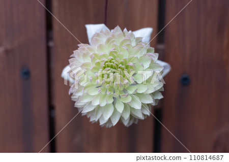 Double clematis flowers blooming on a wooden fence Double clematis flowers blooming on a wooden fence 110814687