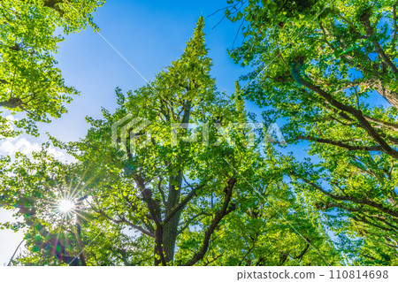 Tokyo cityscape in Japan: Ginkgo trees and rays of light at Jingu Gaien. Shaken by the redevelopment of Jingu Gaien... = August 10, 2020 Tokyo cityscape in Japan: Ginkgo trees and rays of light at Jingu Gaien. Shaken by the redevelopment of Jingu Gaien... = August 10, 2020 110814698
