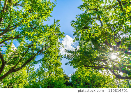 Tokyo cityscape in Japan: Ginkgo trees and rays of light at Jingu Gaien. Shaken by the redevelopment of Jingu Gaien... = August 10, 2020 Tokyo cityscape in Japan: Ginkgo trees and rays of light at Jingu Gaien. Shaken by the redevelopment of Jingu Gaien... = August 10, 2020 110814701