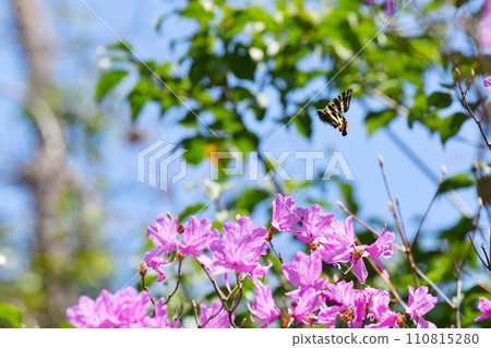 前來吸取杜鵑花花蜜的岐阜蝴蝶 前來吸取杜鵑花花蜜的岐阜蝴蝶 110815280