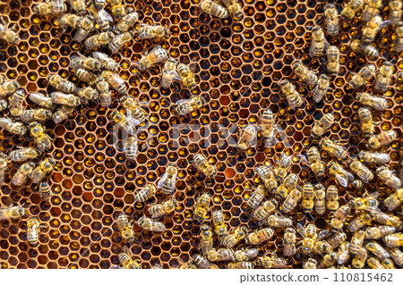 Abstract hexagon structure is honeycomb from bee hive filled 110815462