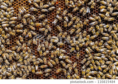 Abstract hexagon structure is honeycomb from bee hive filled 110815484