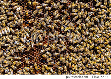 Abstract hexagon structure is honeycomb from bee hive filled Abstract hexagon structure is honeycomb from bee hive filled 110815485