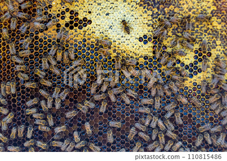 Abstract hexagon structure is honeycomb from bee hive filled 110815486