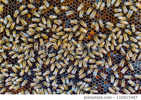 Abstract hexagon structure is honeycomb from bee hive filled 110815487