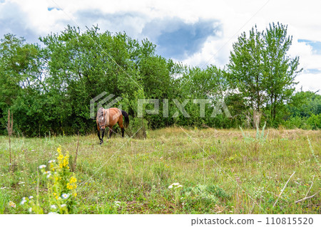 Beautiful wild brown horse stallion on summer flower meadow 110815520