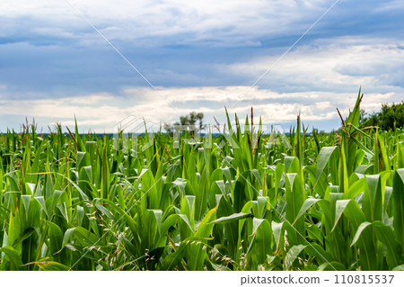 Photography on theme big corn farm field for organic harvest Photography on theme big corn farm field for organic harvest 110815537
