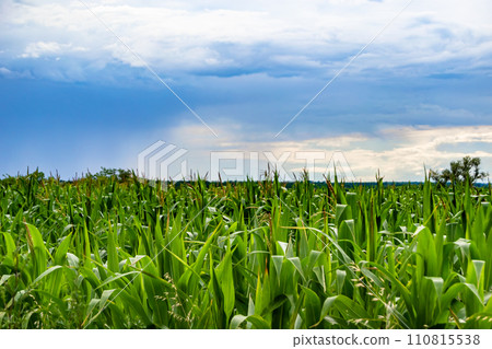 Photography on theme big corn farm field for organic harvest Photography on theme big corn farm field for organic harvest 110815538