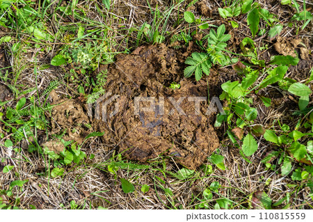 Photography on theme fresh cow dung lies on manure animal farm 110815559