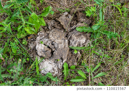 Photography on theme fresh cow dung lies on manure animal farm 110815567