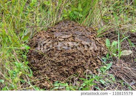 Photography on theme fresh cow dung lies on manure animal farm 110815579