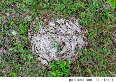 Photography on theme fresh cow dung lies on manure animal farm 110815581