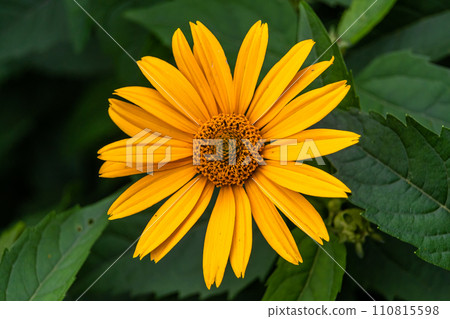 Fine wild growing flower aster false sunflower on background meadow Fine wild growing flower aster false sunflower on background meadow 110815598