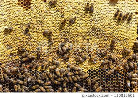 Abstract hexagon structure is honeycomb from bee hive filled 110815601