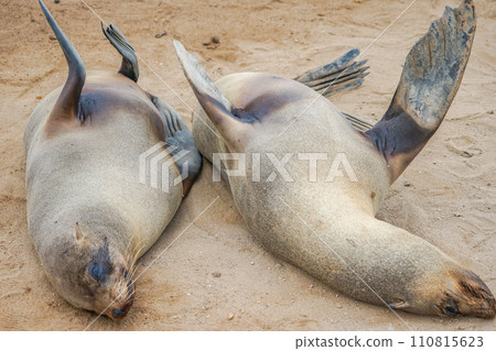 Minami Africa Fur Seals 110815623