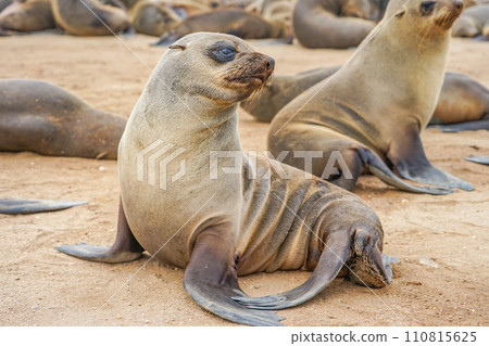 Minami Africa Fur Seals 110815625
