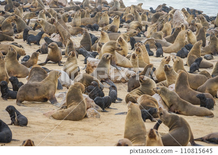 Minami Africa Fur Seals Minami Africa Fur Seals 110815645
