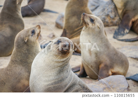 Minami Africa Fur Seals Minami Africa Fur Seals 110815655