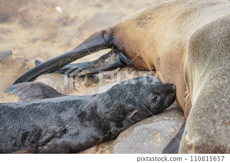 Southern African Fur Seal Child Southern African Fur Seal Child 110815657