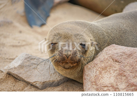 Minami Africa Fur Seals 110815665