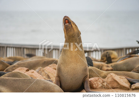 Minami Africa毛皮海豹 110815676