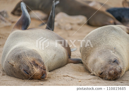 Minami Africa Fur Seals 110815685