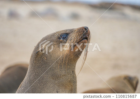 Minami Africa毛皮海豹 Minami Africa毛皮海豹 110815687