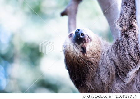 sloth climbing a tree 110815714