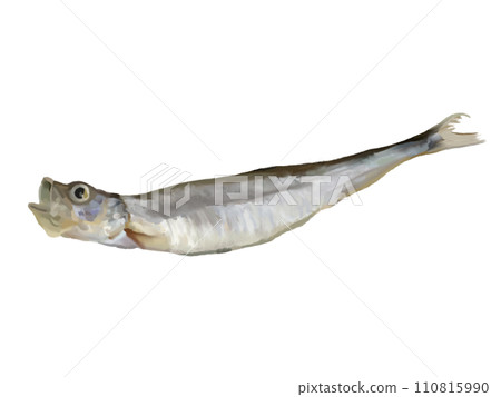 什沙莫 (1 條魚) 110815990