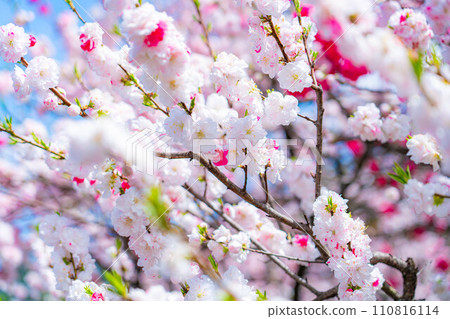 [Early spring material] Achi Village's peach blossoms and blue sky [Nagano Prefecture] 110816114