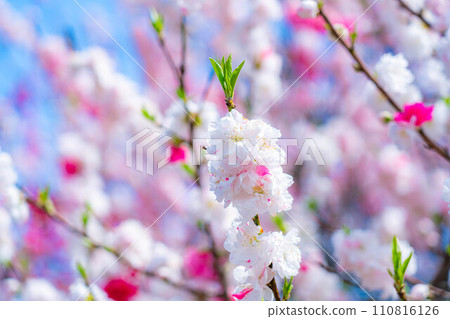 【早春素材】阿智村的桃子和藍天【長野縣】 【早春素材】阿智村的桃子和藍天【長野縣】 110816126