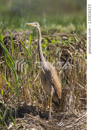 Purple heron (Ardea purpurea) in Soest, the Netherlands 110816223