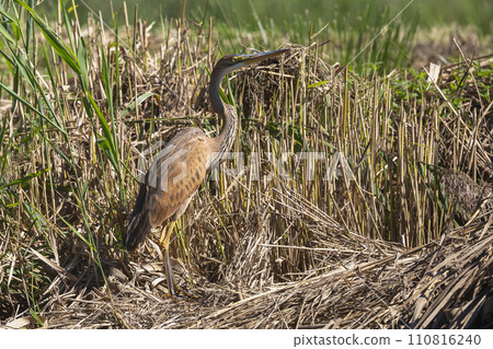 Purple heron (Ardea purpurea) in Soest, the Netherlands 110816240