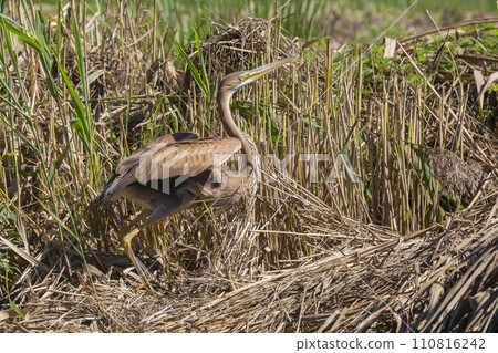 Purple heron (Ardea purpurea) in Soest, the Netherlands 110816242